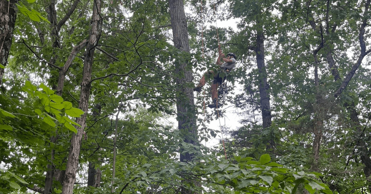 Tree Service