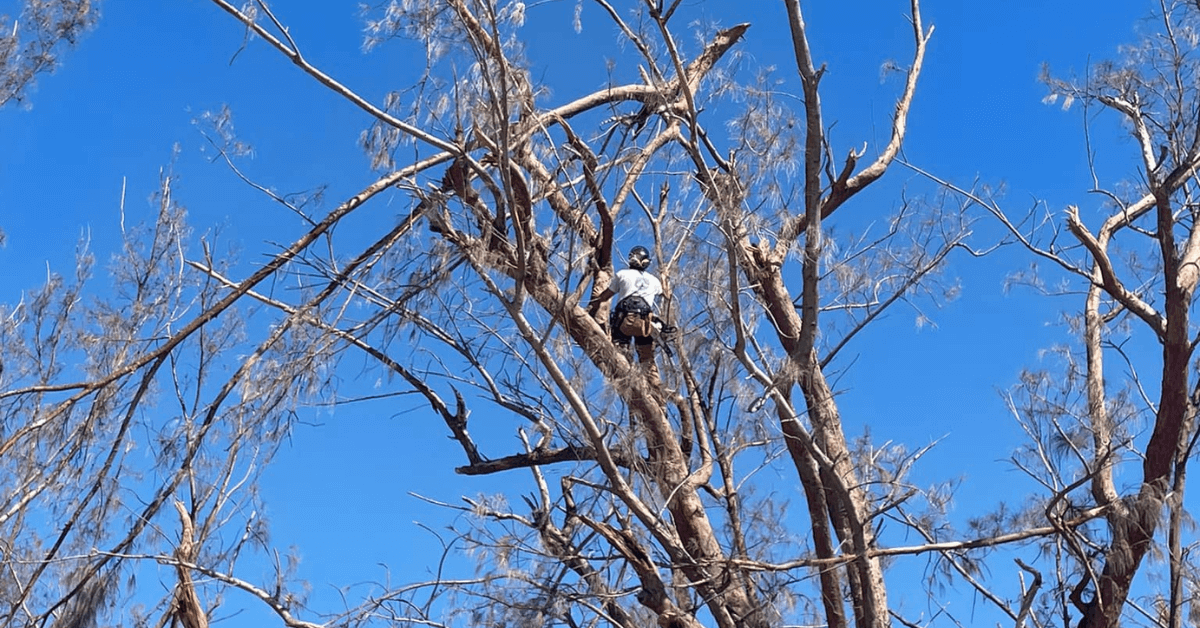 tree trimming