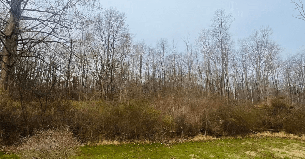 land clearing